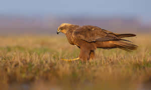 Majestic Harrier Huntingat Dusk Wallpaper