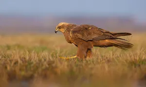 Majestic Harrier Huntingat Dusk Wallpaper