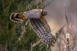 Majestic Harrier In Flight Wallpaper