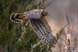 Majestic Harrier In Flight Wallpaper