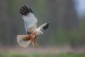 Majestic Harrier In Flight Wallpaper