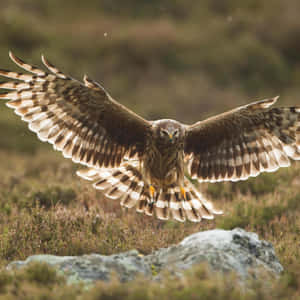 Majestic_ Harrier_ In_ Flight Wallpaper