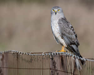 Majestic Harrier Perchedon Fence Wallpaper