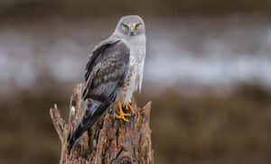 Majestic Harrier Perchedon Stump Wallpaper