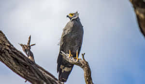 Majestic Harrier Perchedon Tree Branch Wallpaper