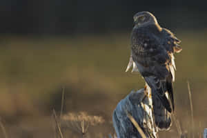 Majestic Harrierin Golden Light Wallpaper