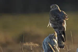 Majestic Harrierin Golden Light Wallpaper