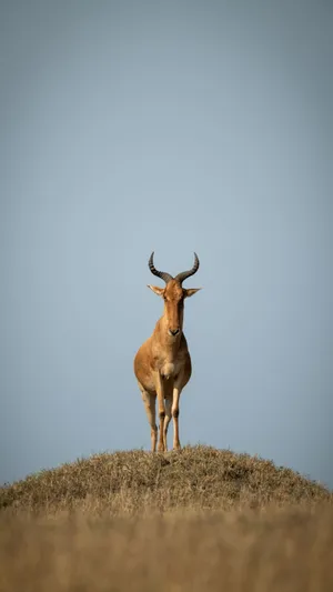 Majestic Hartebeest Standing Tall Wallpaper