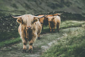 Majestic_ Highland_ Cow_in_ Natural_ Habitat.jpg Wallpaper