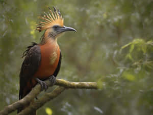 Majestic_ Hoatzin_ Perched Wallpaper