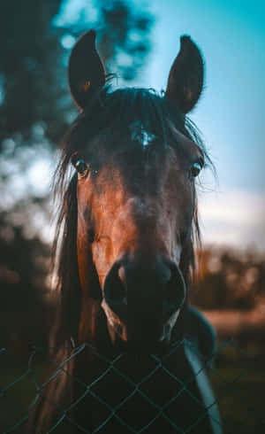 Majestic Horse Behind Fence.jpg Wallpaper