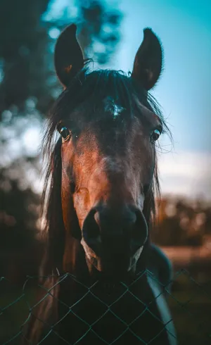 Majestic Horse Behind Fence.jpg Wallpaper