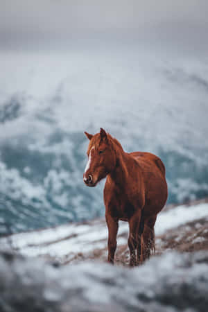 Majestic Horse In The Open Country Wallpaper