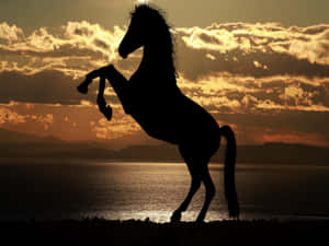 Majestic Horse Silhouetteat Sunset Wallpaper