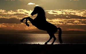 Majestic Horse Silhouetteat Sunset Wallpaper