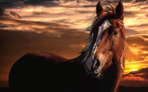 Majestic Horse Sunset Silhouette Wallpaper