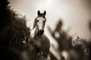 Majestic Horsein Sepia Tones Wallpaper