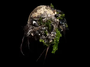 Majestic Horseshoe Crab On The Shore Wallpaper