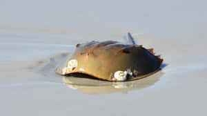 Majestic Horseshoe Crab On The Shore Wallpaper