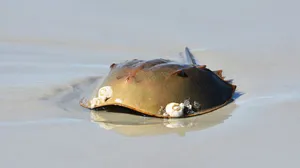 Majestic Horseshoe Crab On The Shore Wallpaper