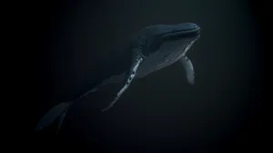 Majestic Humpback Whale In Deep Blue Sea Wallpaper