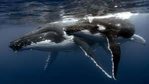 Majestic Humpback Whale In Its Natural Habitat Wallpaper