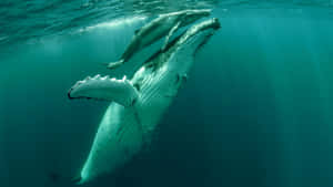 Majestic Humpback Whale Underwater Wallpaper