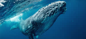 Majestic Humpback Whale Underwater Wallpaper