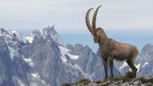 Majestic Ibex Mountain Backdrop.jpg Wallpaper