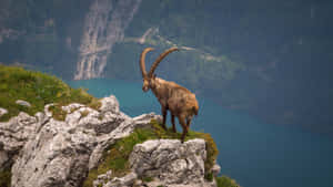 Majestic_ Ibex_ On_ Mountain_ Edge.jpg Wallpaper