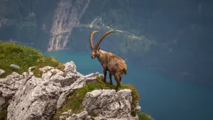 Majestic_ Ibex_ On_ Mountain_ Edge.jpg Wallpaper