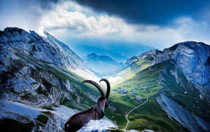 Majestic_ Ibex_ Overlooking_ Mountain_ Valley Wallpaper