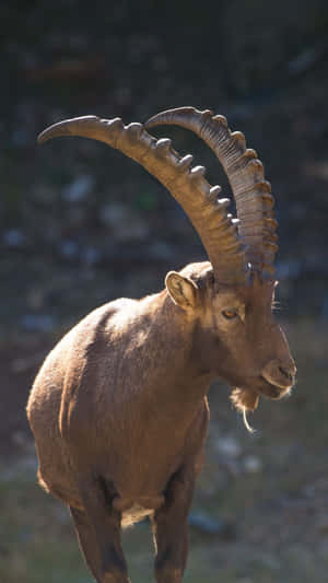 Majestic Ibex Profile Wallpaper