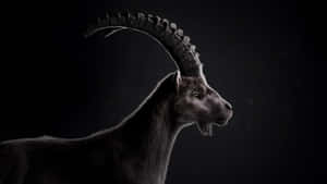 Majestic Ibex Profile Wallpaper