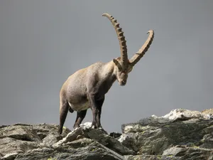 Majestic Ibexon Mountain Ridge Wallpaper