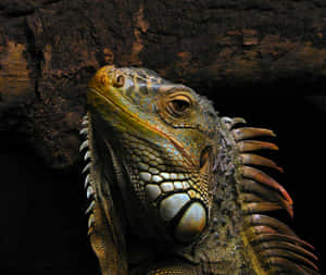 Majestic Iguana Portrait Wallpaper