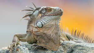 Majestic Iguana Sunset Backdrop Wallpaper