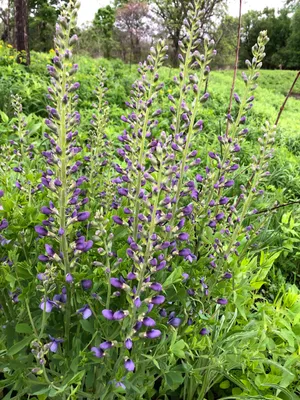 Majestic Indigo Blue Night Sky Wallpaper