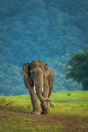 Majestic King Of The Jungle In Natural Habitat Wallpaper