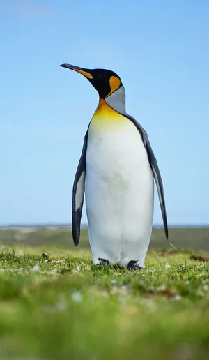 Majestic King Penguin Standing Tall Wallpaper