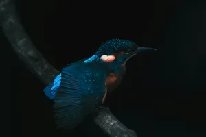 Majestic Kingfisherin Darkness.jpg Wallpaper