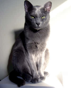 Majestic Korat Cat On A Dark Background Wallpaper