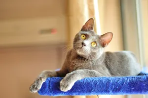 Majestic Korat Cat Posing For The Camera Wallpaper