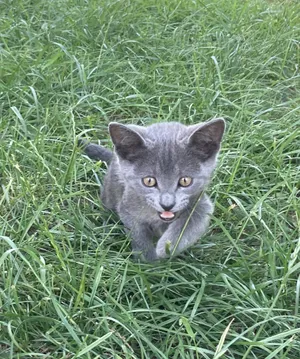 Majestic Korat Cat Resting On A Sofa Wallpaper