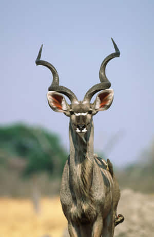 Majestic Kudu With Twisted Horns Wallpaper