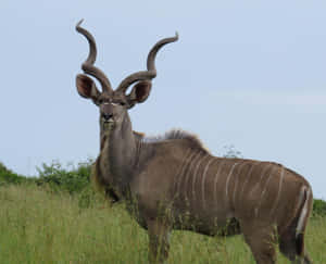 Majestic Kuduin Grassland Wallpaper