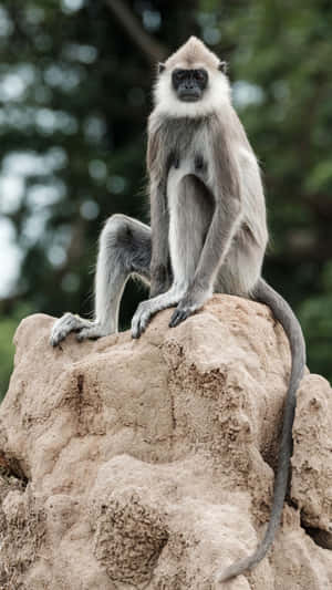 Majestic Langur On Rock Perch.jpg Wallpaper