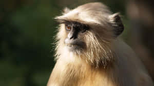 Majestic_ Langur_ Portrait Wallpaper