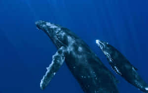 Majestic Leap Of A Humpback Whale Wallpaper