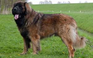 Majestic Leonberger Dog In High Definition Wallpaper